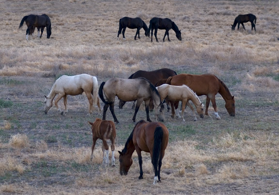herd of horses. this herd of horses made